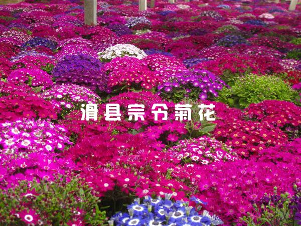 種(zhǒng)植基地