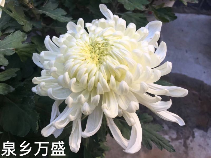 獨本菊