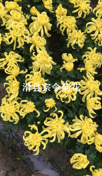 短日照菊花