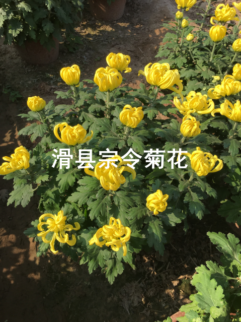 短日照菊花