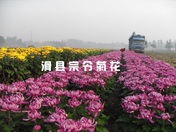 菊花銷售-1